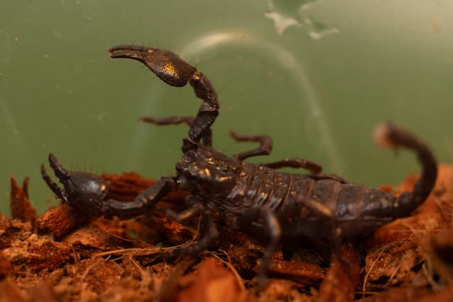 Tortellini the Emperor Scorpion
