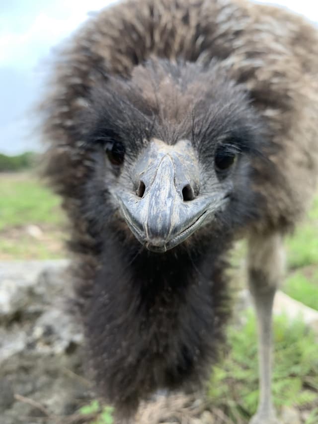 Stompy the Emu